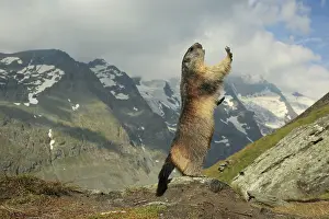 Marmots: European Marmot