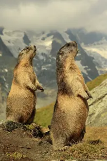 Marmots: European Marmot