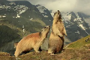 Marmots: European Marmot