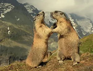 Marmots: European Marmot