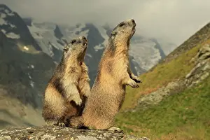 Marmots: European Marmot