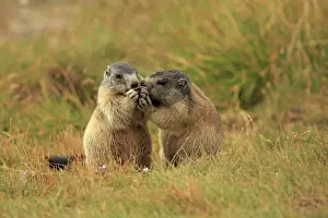 Marmots: European Marmot