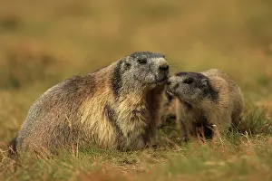 Marmots: European Marmot