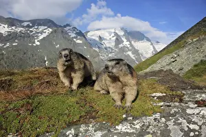 Marmots: European Marmots