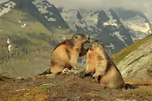 Marmots: European Marmots