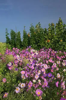 Michaelmas: European Michaelmas Daisies farmhouse garden