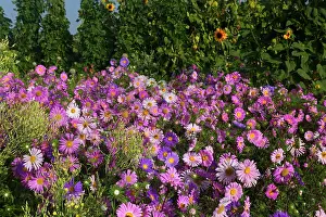 Michaelmas: European Michaelmas Daisies farmhouse garden