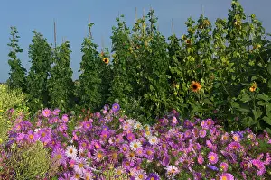 Michaelmas: European Michaelmas Daisies farmhouse garden