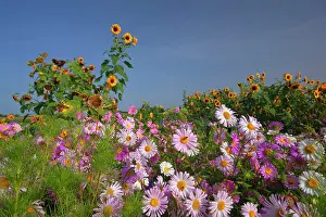 Michaelmas: European Michaelmas Daisies farmhouse garden