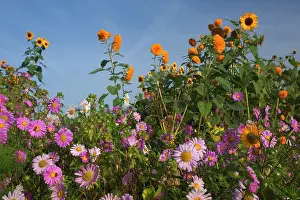 Michaelmas: European Michaelmas Daisies farmhouse garden