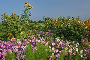 Michaelmas: European Michaelmas Daisies farmhouse garden