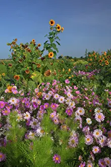 Michaelmas: European Michaelmas Daisies farmhouse garden