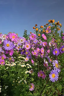 Michaelmas: European Michaelmas Daisies farmhouse garden