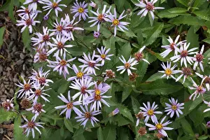 Michaelmas: European michaelmas daisy