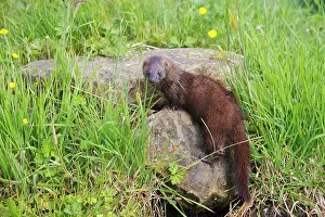 Mink: European Mink