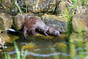 Mink: European Mink