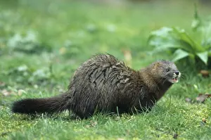 Mink: European Mink - adult - Germany