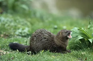 Mink: European Mink - adult - Germany