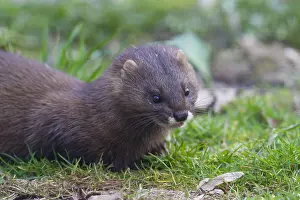 Mink: European Mink - adult - Germany