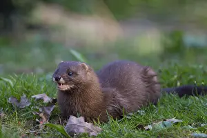 Mink: European Mink - adult - Germany