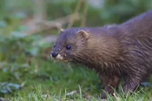 Mink: European Mink - adult - Germany