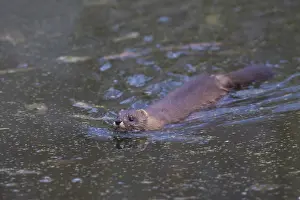 Mink: European Mink - adult swimming - Germany
