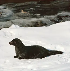 Ake Lindau: European Mink - in snow