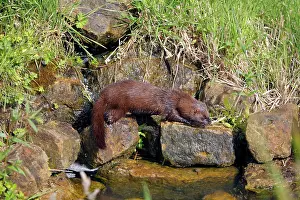 Mink: European Mink - by water