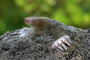 Moles: European Mole