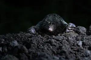 Talpa: European Mole
