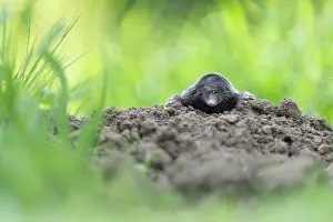 Claw: European Mole