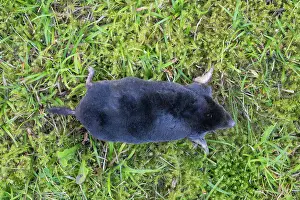 Holstein: European Mole