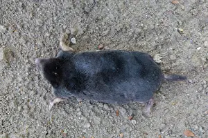 Holstein: European Mole