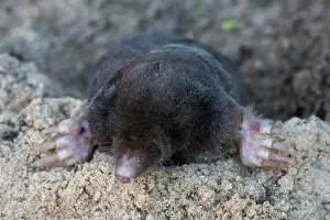 Europaea: European Mole - adult mole - Germany