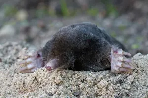Europaea: European Mole - adult mole - Germany