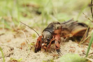 Gryllotalpa: European Mole Cricket