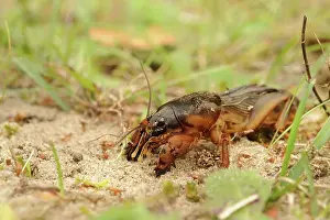 Gryllotalpa: European Mole Cricket