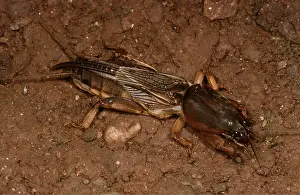 Cricket: European MOLE CRICKET