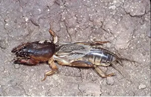 Cricket: EUROPEAN MOLE CRICKET