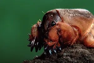 Gryllotalpa: European MOLE CRICKET - close-up of head