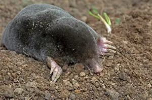 Moles: European Mole emerging from molehill