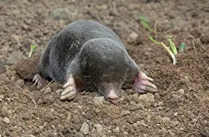 Moles: European Mole emerging from molehill