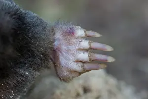 Talpa: European Mole - paw - Germany