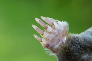 Talpa: European Mole - paw - Germany