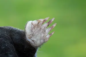 Europaea: European Mole - paw - Germany