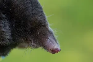 Europaea: European Mole - portrait - Germany