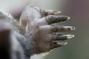 220118: European Mole (Talpa europaea) close up of paw