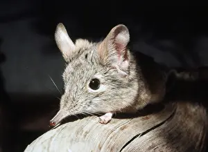 Shrew: European mole (Talpa europaea) emerging from molehill