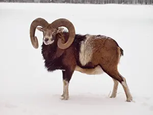 Mouflons: European Mouflon