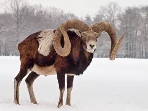 Mouflons: European Mouflon